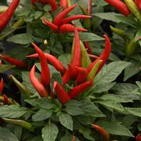 Santos Red Ornamental Pepper Bloom