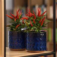 Santos Red Ornamental Pepper Container