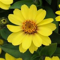 Zahara® Yellow Zinnia Bloom