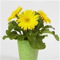 Revolution™ Yellow with Light Eye Gerbera Container