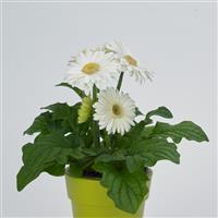 Revolution™ White with Light Eye Gerbera Container
