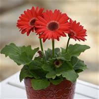 Revolution™ Red with Dark Eye Gerbera Container