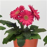 Revolution™ Bright Rose with Light Eye Gerbera Container