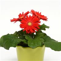 Revolution™ Red with Light Eye Gerbera Container