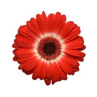 Revolution™ Bicolor Red White Gerbera Bloom