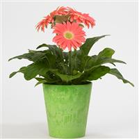 Revolution™ Salmon Shades with Light Eye Gerbera Container