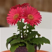 Revolution™ Deep Pink with Light Eye Gerbera Container