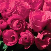 Primlet® Rose Primula Bloom