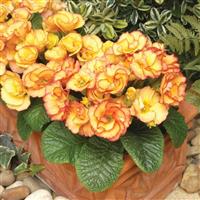 Primlet® Sunrise Primula Container