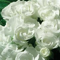Primlet® White Primula Bloom