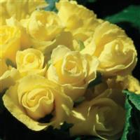 Primlet® Yellow Primula Bloom