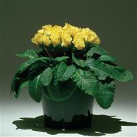 Primlet® Yellow Primula Container
