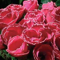 Primlet® Rose with Edge Primula Bloom