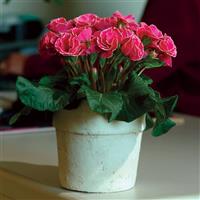 Primlet® Rose with Edge Primula Container