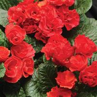 Primlet® Scarlet Red Shades Primula Bloom