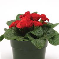 Primlet® Scarlet Red Shades Primula Container
