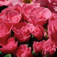 Primlet® Pink Shades Primula Bloom