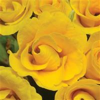 Primlet® Golden Shades Primula Bloom