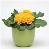 Primlet® Golden Shades Primula Container