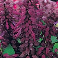 Vista™ Purple Salvia Bloom