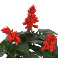 Vista™ Red Salvia Bloom