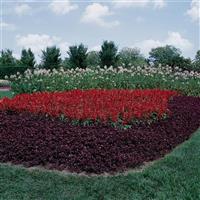 Vista™ Red Salvia Landscape