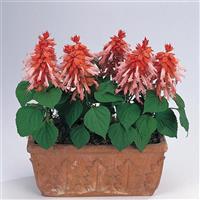 Vista™ Salmon Salvia Container