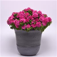 Double Cascade Pink Double Petunia Container
