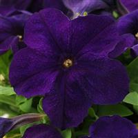 Ez Rider® Blue Petunia Bloom