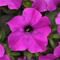 Ez Rider® Violet Petunia Bloom