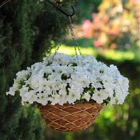 Ez Rider® White Petunia Basket