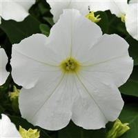 Ez Rider® White Petunia Bloom