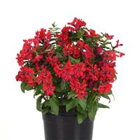 Sweet Talk™ Red Cuphea Container