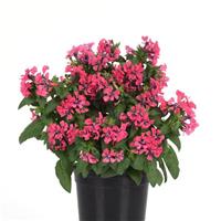 Sweet Talk™ Deep Pink Cuphea Container