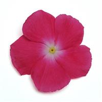 Mediterranean XP Rose Halo Vinca Bloom