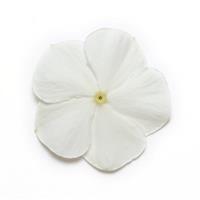 Mediterranean XP White Vinca Bloom