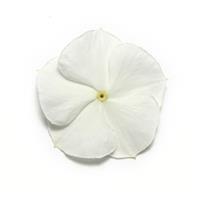 Pacifica XP White Vinca Bloom