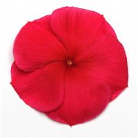 Pacifica XP Dark Red Vinca Bloom