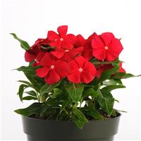 Pacifica XP Really Red Vinca Container