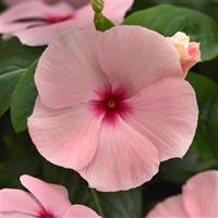 Titan-ium™ Apricot Vinca Bloom