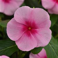 Titan-ium™ Blush Vinca Bloom