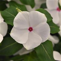 Titan-ium™ Polka Dot Vinca Bloom