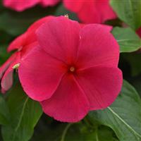 Titan-ium™ Punch Vinca Bloom