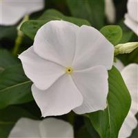 Titan-ium™ White Vinca Bloom