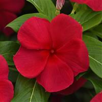 Titan-ium™ Dark Red Vinca Bloom