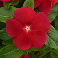 Titan-ium™ Really Red Vinca Bloom