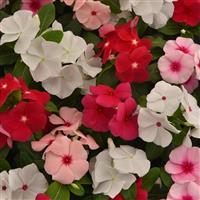 Titan-ium™ Mixture Vinca Bloom