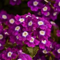 Quartz XP Violet with Eye Verbena Bloom