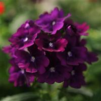 Quartz XP Purple Verbena Bloom
