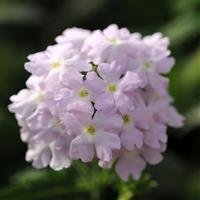 Quartz XP Silver Verbena Bloom